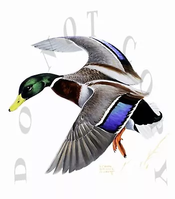 Antique Mallard Duck Hunting Lynn Bogue Hunt Repro 8x10 Photographic Print • $11.99
