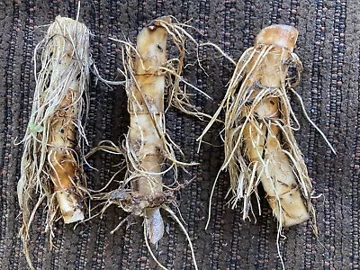 3 Lizard Tail Plant  TUBERS  & 1 LIVE PLANT **FREE SHIPPING** • $11