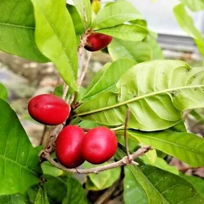 Miracle Berry 30+ Seeds (Synsepalum Dulcificum) • $1000