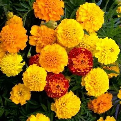 French Marigold PETITE MIX Double Dwarf Flowers Heirloom USA Non-GMO 100 Seeds! • $3.98