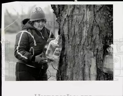 Press Photo Rebecca Ward Collecting Maple Syrup On Lake Road In Oneida • $16.99