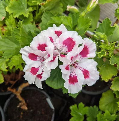 £3.25 • Buy Regal Pelargonium Zophia Pope Ex 7cm Pot