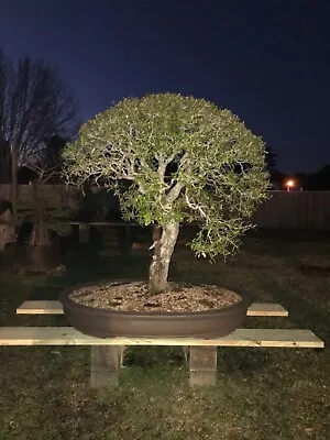  Southern Live Oak Bonsai Tree (Huge) 64 1/2 In. Tall 62 In. Wide  • $20500