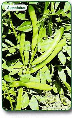 £1.69 • Buy Broad Bean Aquadulce Longer Pods 30 To 1020 Seed Multiple Amount Lists Freepost