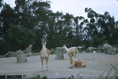 1969 San Diego Zoo CA Llama + Vicuna Exhibit Vintage 35mm Slide • $7