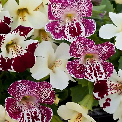 Mimulus Seeds Mimulus Magic Spring Blossom 50 Pelleted Seeds Money Flower • $4.25