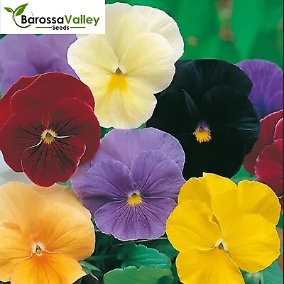 VIOLA CLEAR CRYSTALS MIXED 55+ Seeds Grow FLOWERS • $5.61