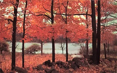 Postcard Autumn Fall Leaves Orange Brown Field Rock Wall Trees Branches Lake • $5.98
