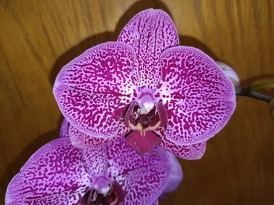 $35 • Buy Phalaenopsis Orchids Z4 X Spotty Dotty Butterfly In Flower