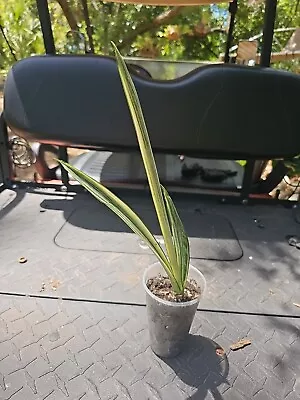 Bantel's Bantels Sensation Sansevieria White  Lightening Snake Plant 35  Pot • $34