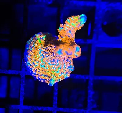 CE- Almost WYSIWYG - Bubble Gum Digi Frag- Frag Live Coral Frag LPS SPS • $44.99