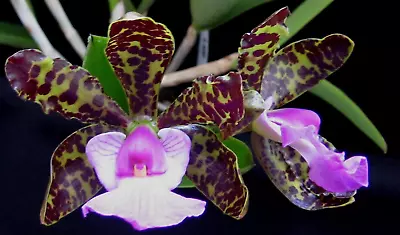 Cattleya Aclandiae - Beautiful Flowers On A Mini-Cattleya • $45