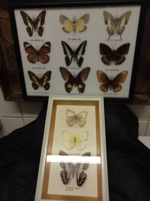 £16 • Buy Framed Butterflies. 2 X Sets. Very Colourful. 12 Butterflies In Total.