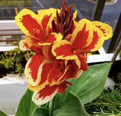 Canna Indica Lily Mix Seeds - Indian Shot Seed [LIMITED STOCK] • $7