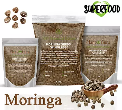 Moringa Oleifera Seeds WINGLESS Fresh Organic Semillas De Moringa Bulk Wholesale • $6.10