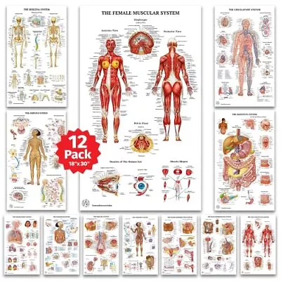 12 Human Anatomy Posters - Medical Posters Circulatory Skeletal Male Femal... • $37.42