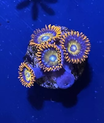 Marine Coral WYSIWYG 5 Polyps Speckeld Fire And Ice Frag Zoa/Zoanthid SOFT • £4.99