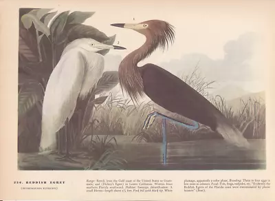 Audubon 1942 Vintage Birds #256  Reddish Egret  Full Color Art Plate Lithograph • $8