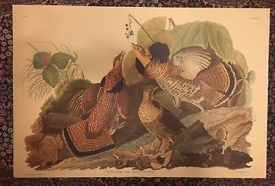 $750 • Buy John J Audubon 26” X 39 1/2” Vintage RUFFED GROUSE Authentic Amsterdam Print