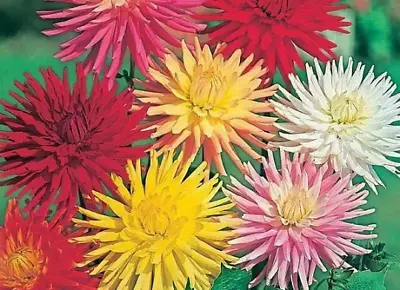 Flower - Dahlia Cactus Hybrids Mixed - 45 Quality Seeds - 1st Class • £3.49