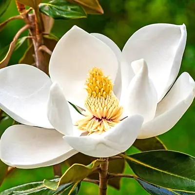 12 GREEN SHADOW SWEET BAY MAGNOLIA SEEDS - Magnolia Virginiana 'Green Shadow' • $6