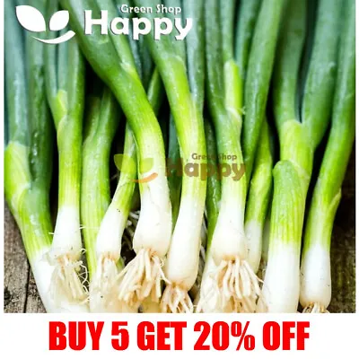 £1.19 • Buy VEGETABLE Welsh Onion Seeds - KROLL - 800 Seeds - Allium Fistulosum - Perennial