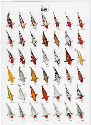 VAN KEULEN Japanese Japan Koi Carp Pond Fish Varieties A4 Laminated Poster  3 • £21.15