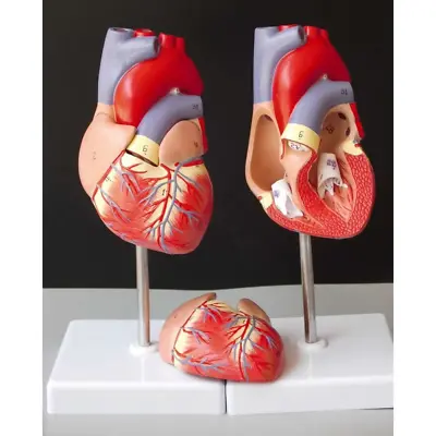 2PCS Human 1:1 Heart Model B-color Ultrasound Medical Cardiology Cardiac Anatomy • $62.69