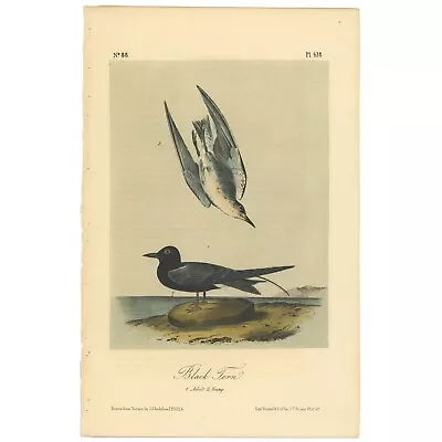 Audubon Birds Octavo 2nd Ed 1856 H/c Lithograph Pl 438 Black Tern • $25.35