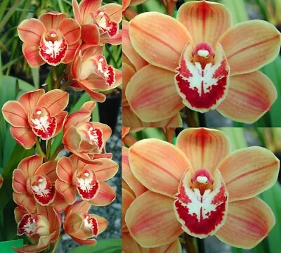 Cymbidium Orchid - Pumisan Orange - 1 Spike • $39