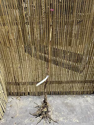 Prunus Amanogawa Bare Root Flowering Cherry Tree 100-140cm Plant Colt Rootstock • £24.99
