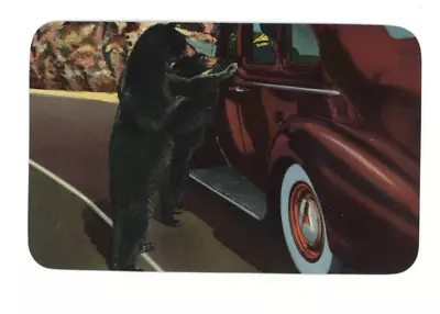 Vintage Animal  Postcard      ADIRONDACK MOUNTAINS   BLACK BEAR  NY UNPOSTED • $3