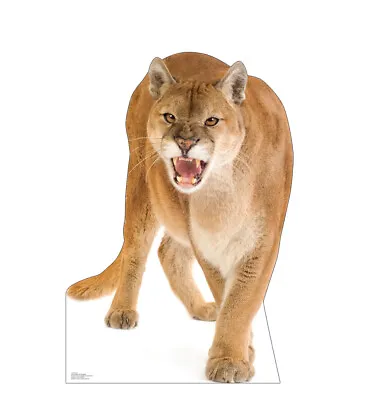 Mountain Lion Cougar Puma Larger Than Lifesize Cardboard Standup Standee Cutout • £38.52