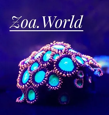 Goblins On Fire Zoa (Zoanthid) 2 Polyp Frag Free Shipping On Orders Over $85 • $19.99