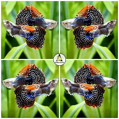 $34.95 • Buy 1 Trio - Live Guppy Fish High Quality - Dumbo Mosaic - US Stock