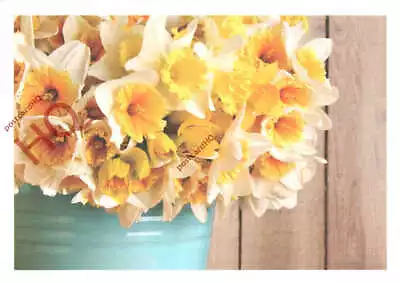 Picture Postcard; Marie Curie Daffodil Appeal • £3.49