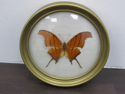 £5.50 • Buy  Taxidermy Butterfly Ruddy Daggerwing Marpesia Petreus Framed Lepidopterology