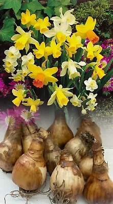 1-1000 Mixed Miniature Daffodil/narcissus Bulbs Special Mixture Dwarf Perennial • £115.95