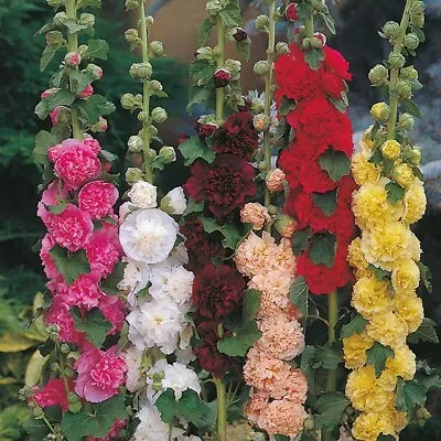 6 Hollyhock Chaters Double Mixed   Hardy Herbaceous Perennial Plug Plants • £5.20