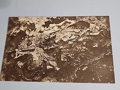 Vtg 1930s LA Brea Tar Pit Fossil Bones Postcard Los Angeles California (D1) • $6.99