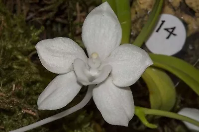 Amesiella Philippinense Miniature Vandaceous Species • $40