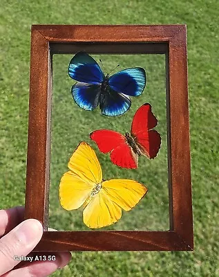 3 Real Butterflies Blue Red & Yellow Mounted Wood Double Glass 4.5 X6.5 • $75