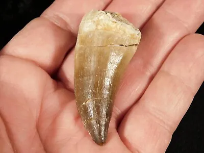 100 Million Year Old! Mosasaurus TOOTH Fossil From Morocco 23.2gr • $16.99