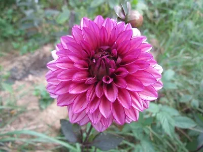 Molly Raven Dahlia Tuber Beautiful Flower • $50
