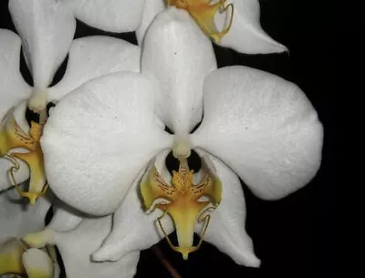 $25 • Buy Species Orchid - Phalaenopsis Amabilis Ssp Rosenstromii