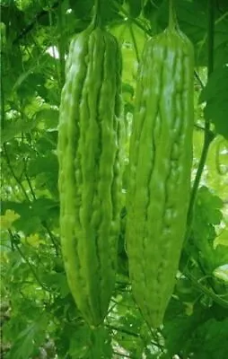 10+Green Skin Long Bitter Gourd Seeds Bitter Melon Seeds Ku Gua Asian Vegetable • $3.87