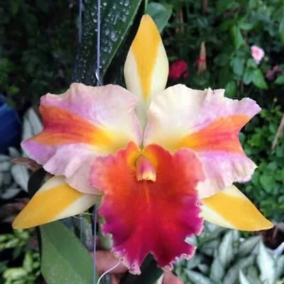 MOS. Orchid Cattleya Rlc. Amazing Thailand'Rainbow' • $16.90