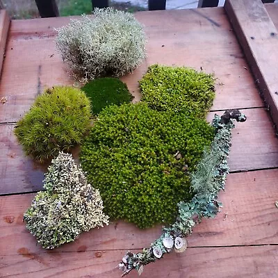 Freshly Harvested Moss Assortment For Your Terrarium Vivarium  Quart Bag 😁✌️ • $15.95
