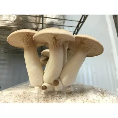 Grow King Oyster Mushrooms - 75 G Fresh Grain Spawn FREE SHIPPING Australian • $19.95