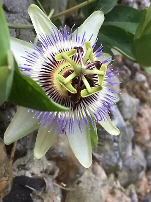 £14.50 • Buy 2 Passiflora Caerulea Semi-Evergreen Hardy CLIMBER Garden Shrub 9cm Pot 2 YR OLD